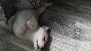 Рыжуля развлекается