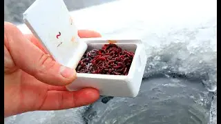 Как хранить мотыля долго в домашних условиях? 4 способа хранить мотыля больше 1 месяца.