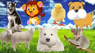 100 Animal Sounds: cow, chicken, duck, monkey, dog, pig, sheep, goat, horse, bird
