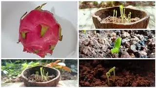 Dragon Fruit Plant From Seed | Experiment |  2024 August to October | #dragonfruit