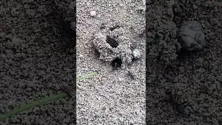 Муравьи