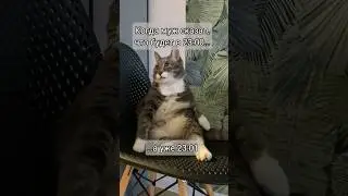 Когда муж сказал, что будет в 23:00...а уже 23:01 #кусьшоу #котики #смешныекоты