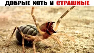 10 Милейших Животных с Добрейшей Душой, Которых Все Боятся!