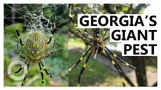 Georgia Home to Giant New Spider Species