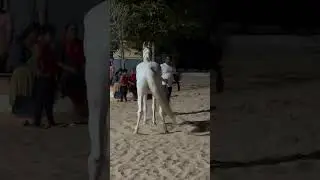Horse 🏇🐴 Training 