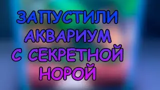ЗАПУСТИЛИ АКВАРИУМ С СЕКРЕТНОЙ НОРОЙ #АКВАМЕН #СВОИМИ_РУКАМИ