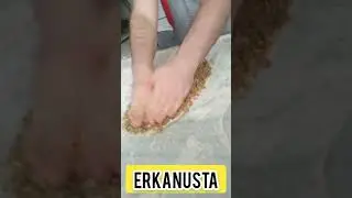 Çobanusta