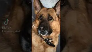 #немецкаяовчарка