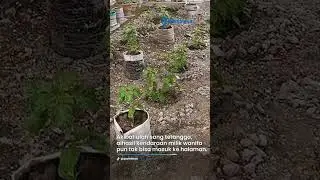 BIKIN KESAL! Ini Curhat Wanita di Nganjuk Halaman Rumahnya Disulap Jadi Kebun Cabai Ulah Tetangga
