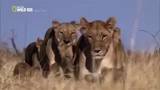 Afrikas cleverste Jäger - Raubkatzen auf Jagd [Nat Geo Wild Doku]