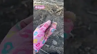 Фібула 