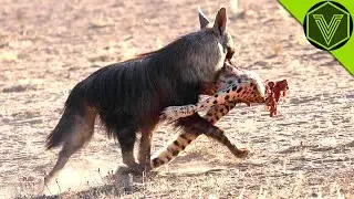 BROWN HYENA — the nightmare of cheetahs and leopards! Brown hyena vs lion and wild dogs!