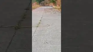 Cobra spotted 
