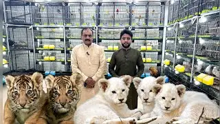 Multan Sunday Birds Rasheedabad 27 November 2022 latest Update​ I Part 2