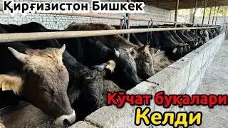 Бишкек Кўчат Буқалари келди Сезон тугаяпти Шошилинг !