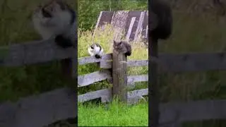 МИФ О ТОМ, что можно выжить в деревне.