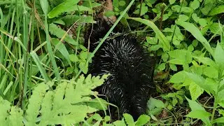 tried to catch this little animal