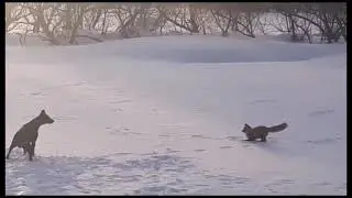 Дикая лиса играет с собакой. The wild fox plays with the dog.