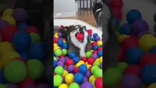 Huskies Shocked by Surprise Gift! #shorts