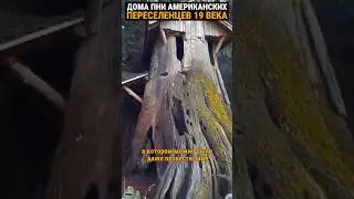 Дома из пней ГИГАНТСКОГО дерева 18 века