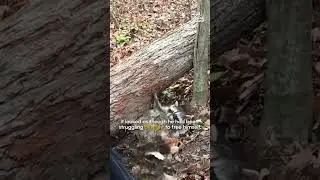 🦝 Group Rescue Raccoon Under Tree 🌲| Hero of the Week