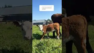 Сладенькая Рафаэлка #герефорд #корова #cow #теленок #малыш #мини #рост #ферма #кфх #хозяева #деревня