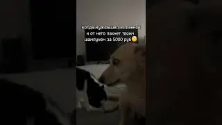 Когда муж помылся твоим шампунем за 5000…🤨 #юмор #смешныевидео #смешноевидео #мемы #шутка #поржать