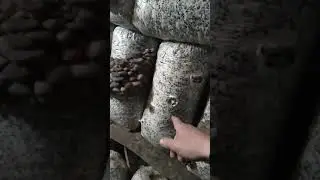 Цена на Грибные Блоки продажа Грибных блоков для выращивания Грибов Вешенка