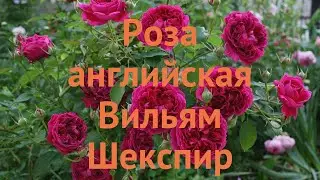 Роза флорибунда Вильям Шекспир 🌿 обзор: как сажать, саженцы розы Вильям Шекспир