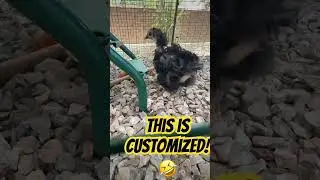 These Chickens As So Unique!🐓 