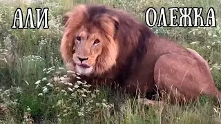 ❤️Лев АЛИ(ОЛЕЖКА).Он ушёл,но остался в моём сердце навсегда. Спасибо настоящему другу! Life of lions