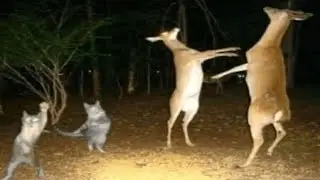 Top 5 Animal