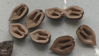Маньчжурский орех, как расколоть.