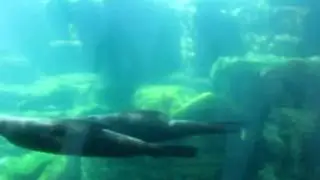 Как быстро морские котики плавают разными видами