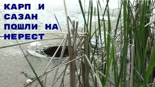 Карп и сазан пошли на нерест. День первый.