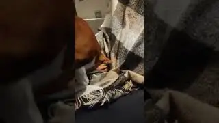 Клад басенджи! Хэппи прячет заначку 