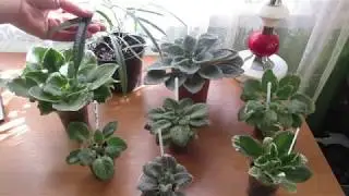 КОГДА И КАК МЫТЬ ФИАЛКИ. ЗАЧЕМ ?