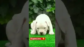 Американский булли. Белый мальчик. Продажа.