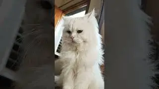 my cute Persian cat