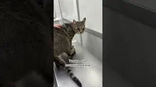 Легализованная Шпрота 