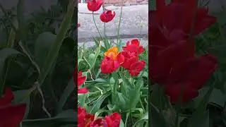 Цветение мая