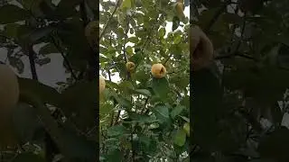 Симферополь плодоносит Айва .27 августа 2024 .