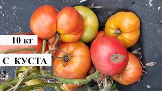Посадила 1 раз БОЛЬШИЕ сорта ТОМАТОВ, теперь сажаю ЕЖЕГОДНО, семена СМЕТАЮТ ПАЧКАМИ, лучшие в 2023