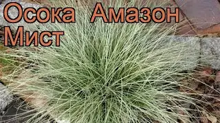 Осока обыкновенная Амазон Мист (carex amazon mist) 🌿 обзор: как сажать, рассада осоки Амазон Мист