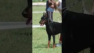 Доберман Коротко о породе Doberman #doberman #доберман