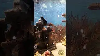 Аквариумные рыбки)) #fish #aquarium #аквариум