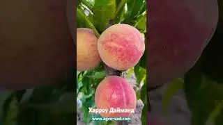 Канадский персик Харроу Даймонд (Harrow Diamond)