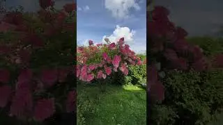 Ванила Фрайз 🍓Vanille Fraise