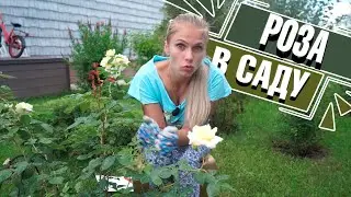 ЭТО НУЖНО ЗНАТЬ, ЧТО БЫ РОЗА НЕ СТАЛА ШИПОВНИКОМ 🌸