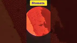 Microscopic view of Stomata #reels #shortvideo #viral #viralvideo #shorts #motivation 👍